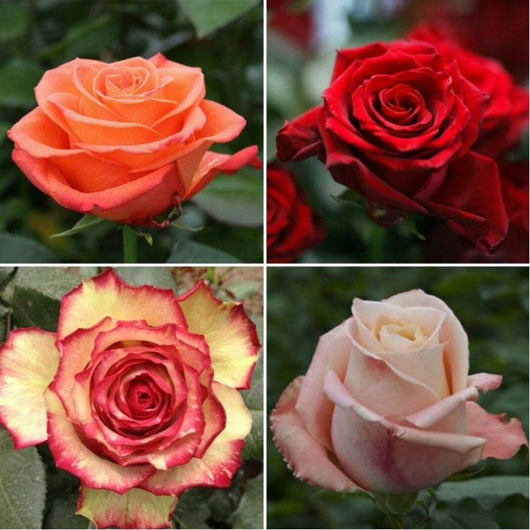 Описание лучших сортов роз: классификация, фото |