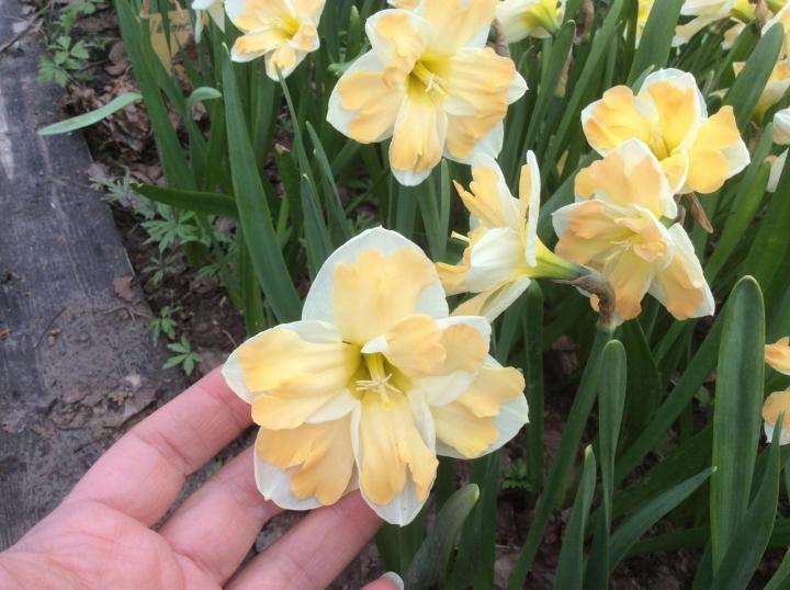 Нарцисс таити, описание и особенности цветка