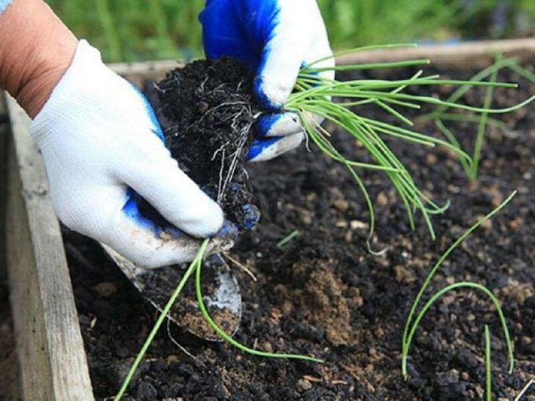 Как вырастить репу в открытом грунте? секреты посадки и ухода за овощем на ydoo.info