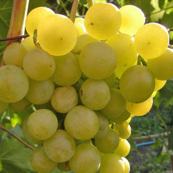 Виноград галбена ноу: описание и характеристики сорта, преимущества и недостатки, правила выращивания