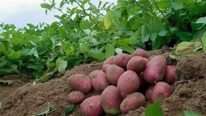 Один из самых неприхотливых сортов картофеля — «лина»: описание урожайности и советы по выращиванию