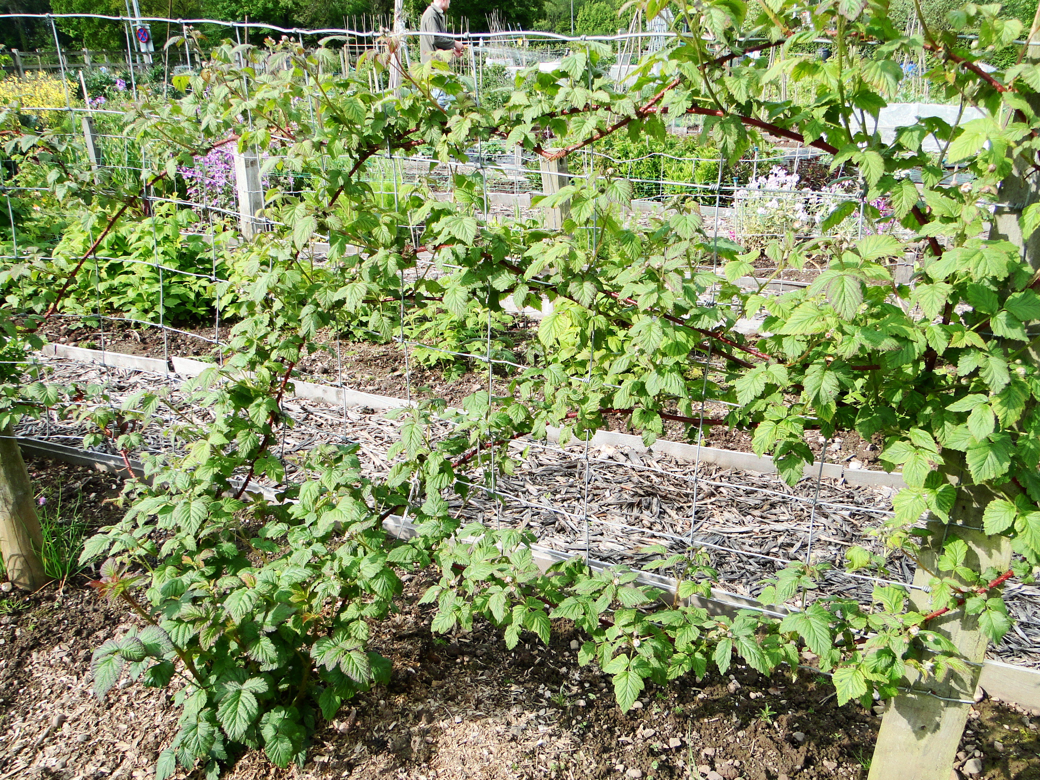 Садовая ежевика: посадка и уход, выращивание в сибири и на урале