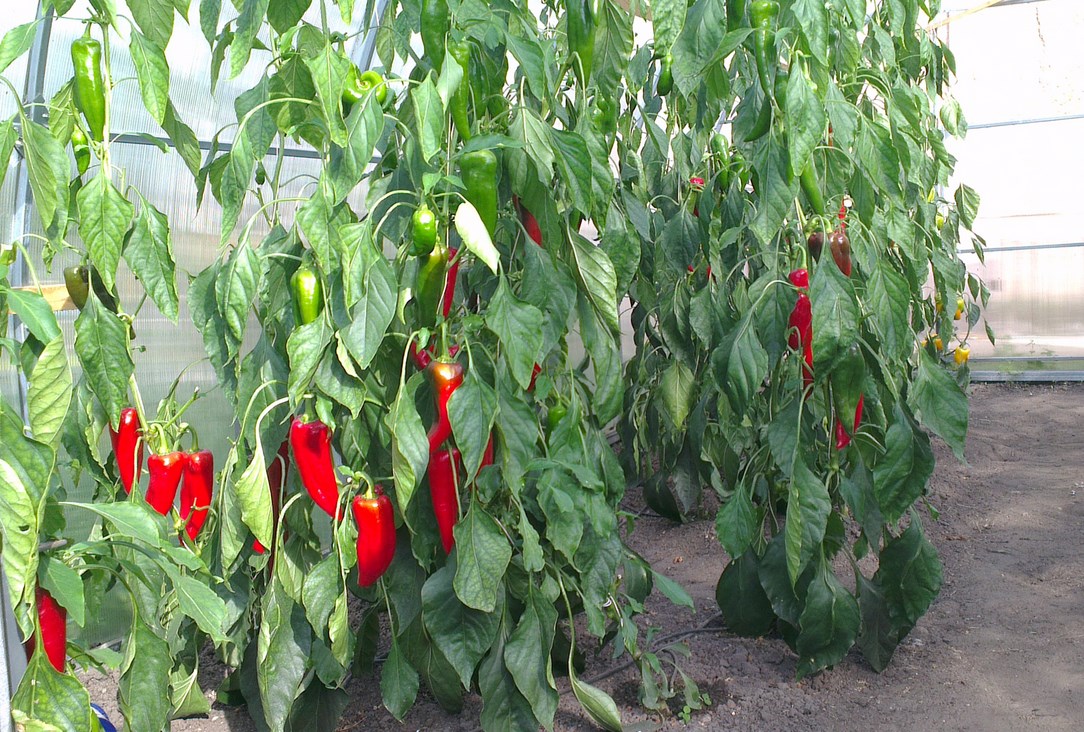 Правильный уход и выращивание перцев в открытом грунте