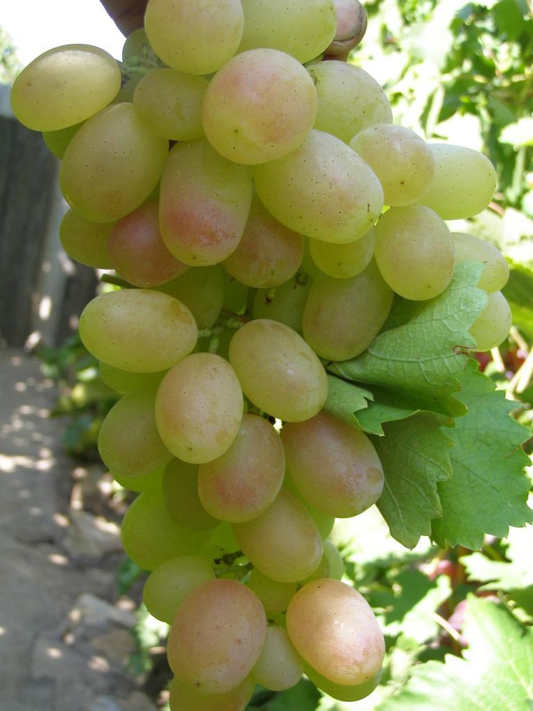 Описание сорта и фото винограда «кеша», рекомендации по уходу, описание гибридов