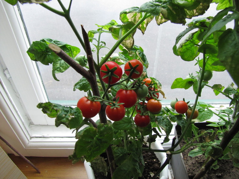 Какие сорта помидоров можно вырастить на подоконнике и на балконе в квартире: какие лучше сажать в домашних условиях на окне, а какие нет, а также фото томатов русский фермер