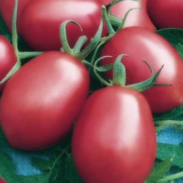 Семена томатов название. Прунакс томат. Томат завидный Холостяк f1. Томат завидный Холостяк f1 премиум Сидс. Томат завидный Холостяк 0,05г.
