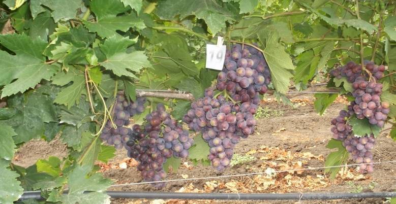 Виноград заря несветая: фото и описание сорта