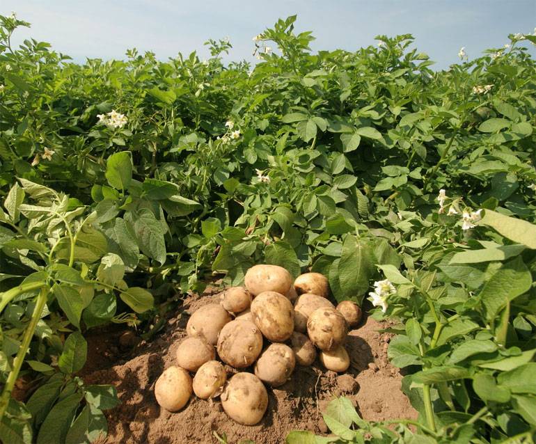 Картофель ривьера: описание сорта, характеристика, выращивание в открытом грунте, фото, отзывы