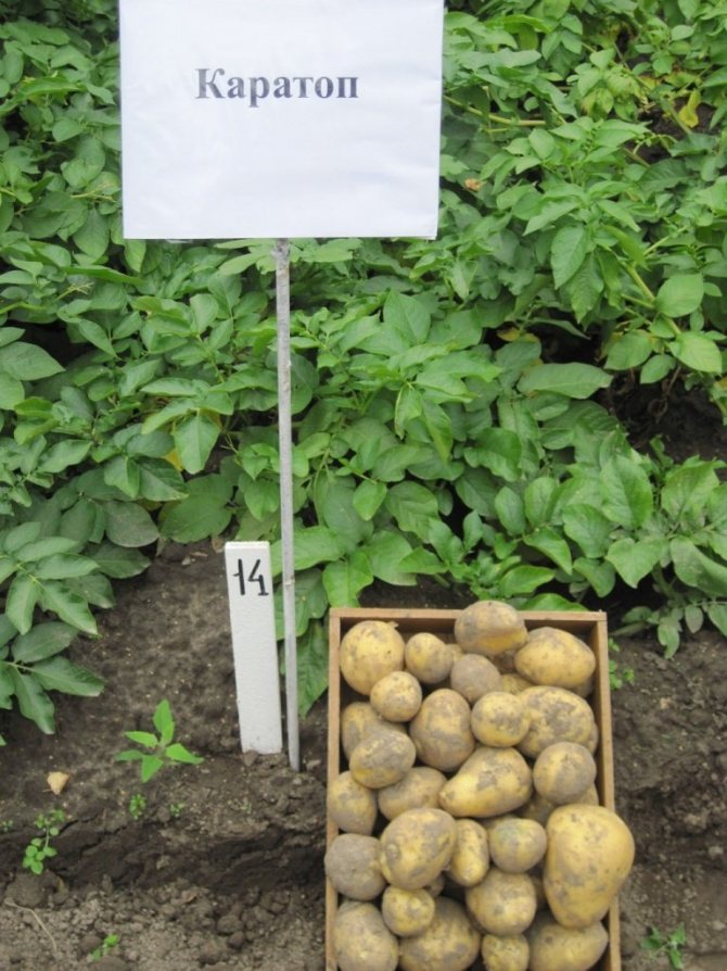 Картофель: посадка и уход в открытом грунте, уход после посадки
