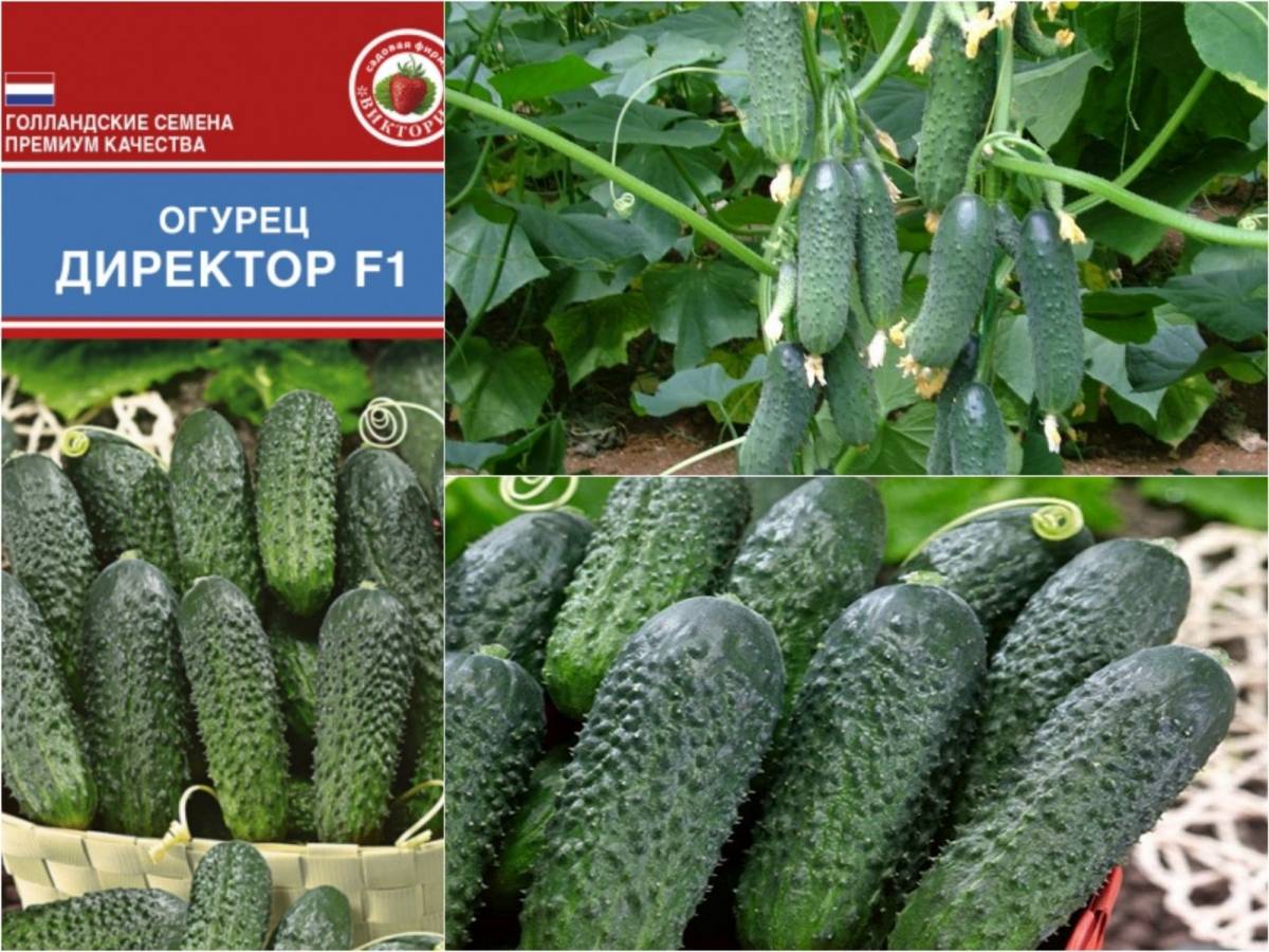 Огурец криспина f1: описание сорта, отзывы, выращивание в открытом грунте, урожайность