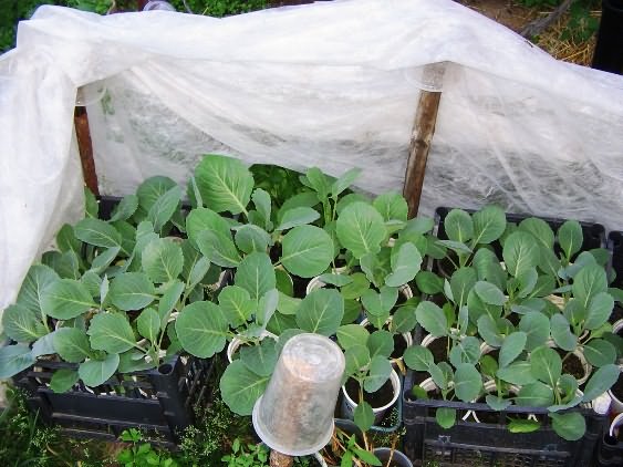 Как вырастить рассаду цветной капусты