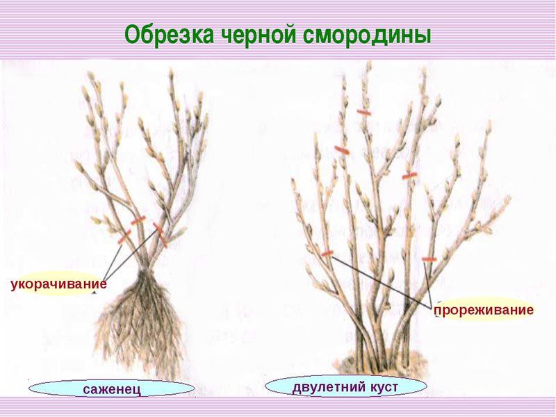 Обрезка черной смородины: сроки, технология и схема