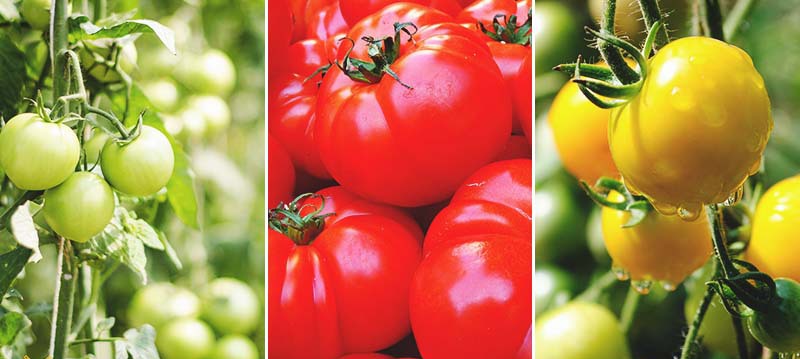 Обзор лучших сортов томатов для волгоградской области