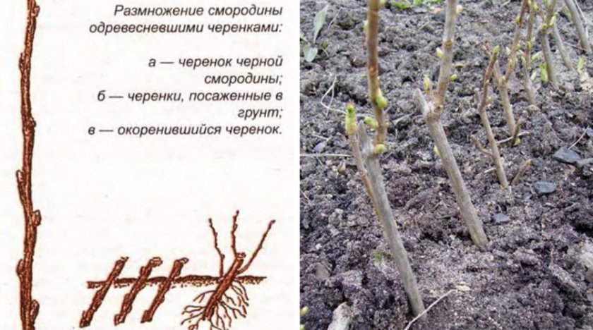 Смородина золотистая - 90 фото и описание как вырастить в своем саду
