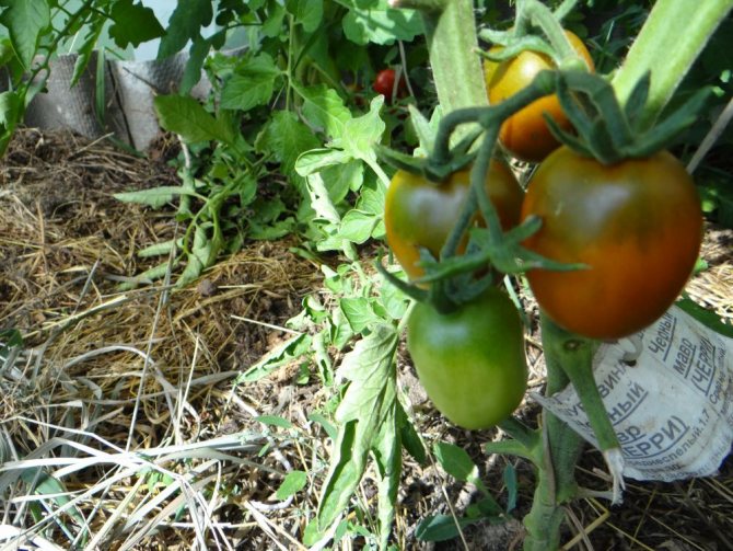 Описание сорта томата Черный мавр, особенности выращивания и ухода