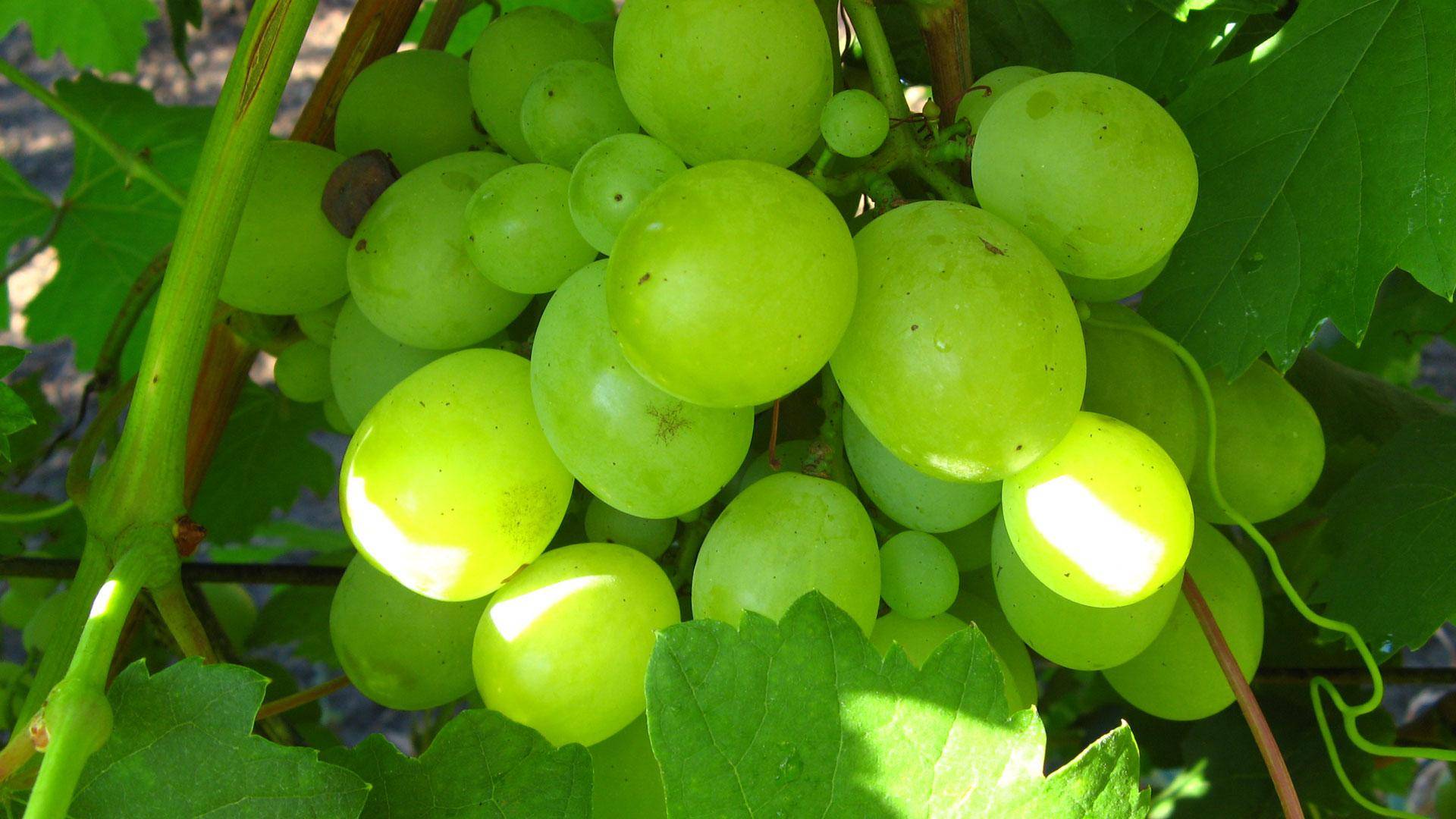 Виноград кеша: выращивание, уход и описание сорта