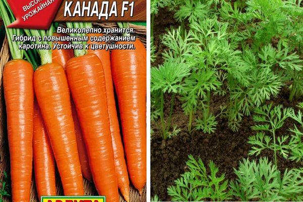 Морковь канада: отзывы, фото, описание, характеристика и урожайность сорта