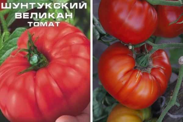 Описание сорта томат шунтукский великан и его характеристики - всё про сады