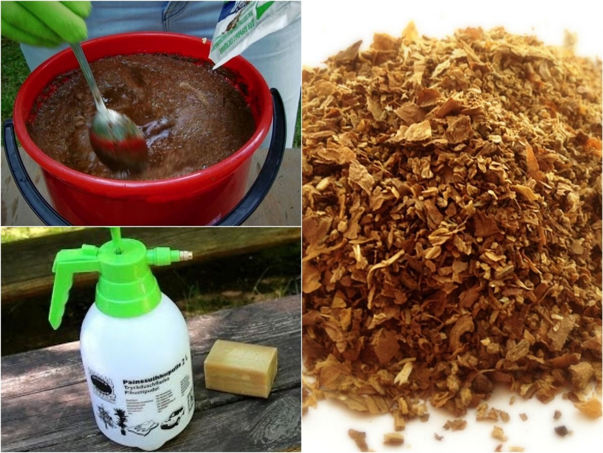 Табачная пыль от вредителей. табачная пыль в садоводстве: прекрасное удобрение и яд для вредителей