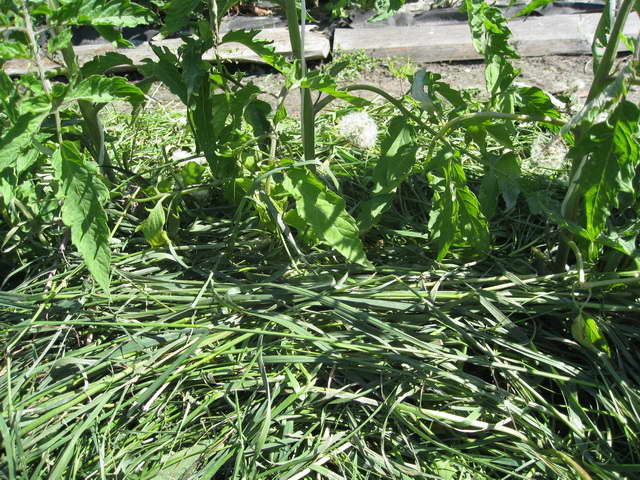 Мульчирование почвы скошенной травой: можно свежескошенной травой от газонокосилки мульчировать морковь и другие овощи на грядке? польза и вред