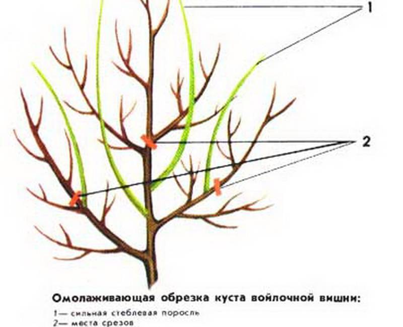 Песчаная вишня бессея: описание сорта, выращивание и особенности ухода