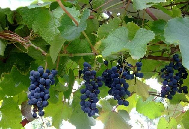Виноград на даче, амурский дикий - выращивание