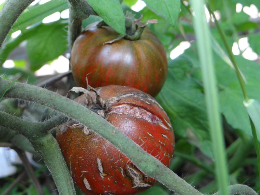 Описание сорта томата большой полосатый кабан, его характеристика и урожайность – дачные дела