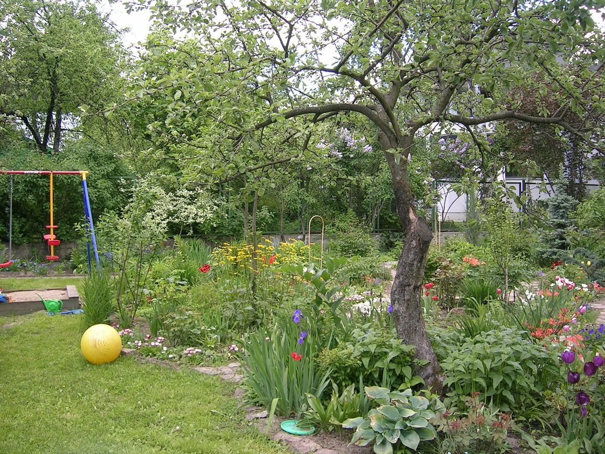 Что посадить в приствольном круге плодовых деревьев | zelenysad.ru