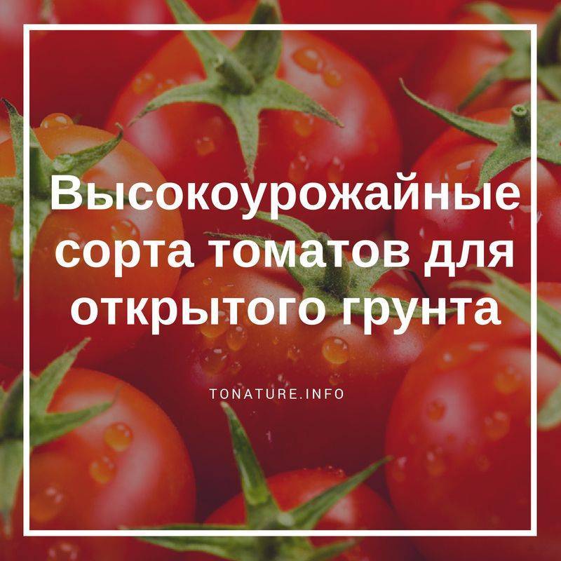 Лучшие сорта томатов кировской селекции для теплиц и открытого грунта