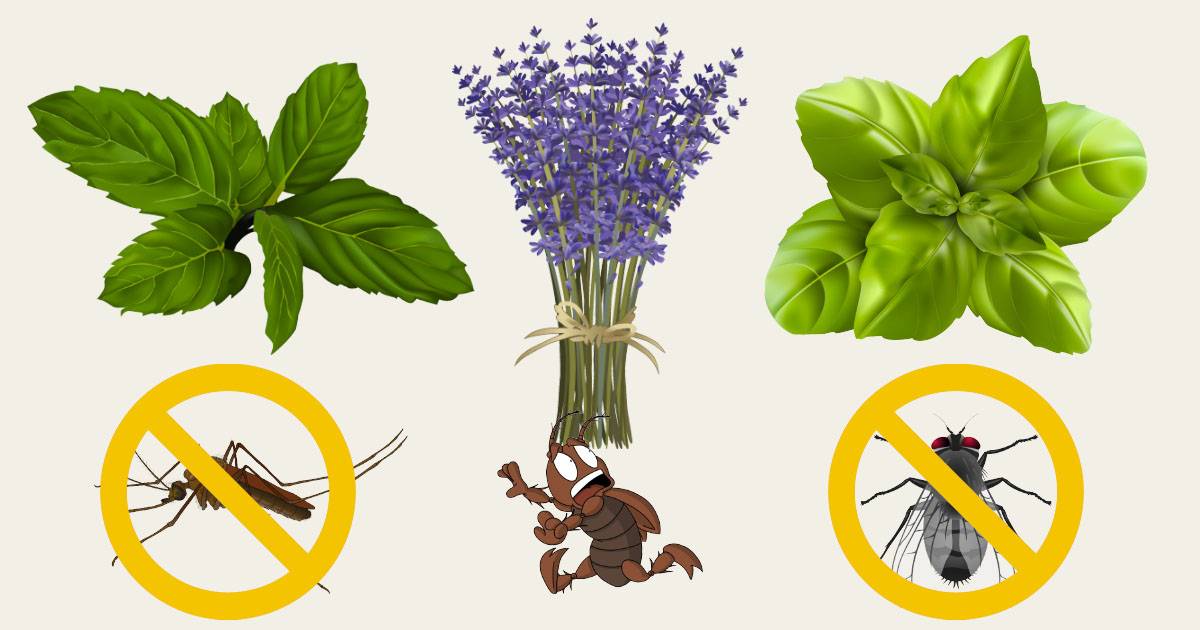 Растения, которые отпугивают насекомых и вредителей