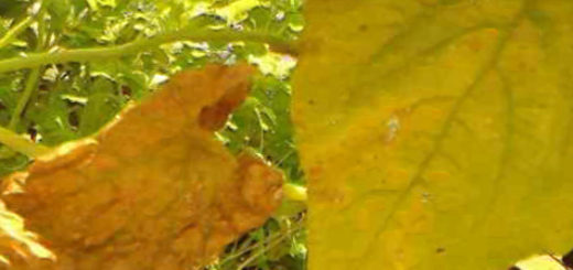 Почему у тыквы начали желтеть листья и что с этим делать, методы борьбы
