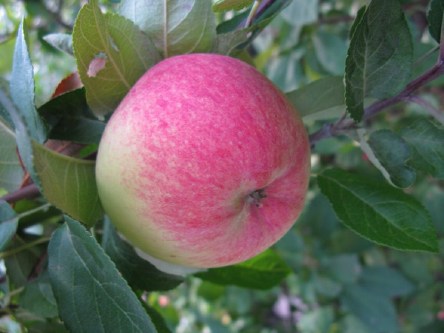 Летняя яблоня горнист: описание, фото