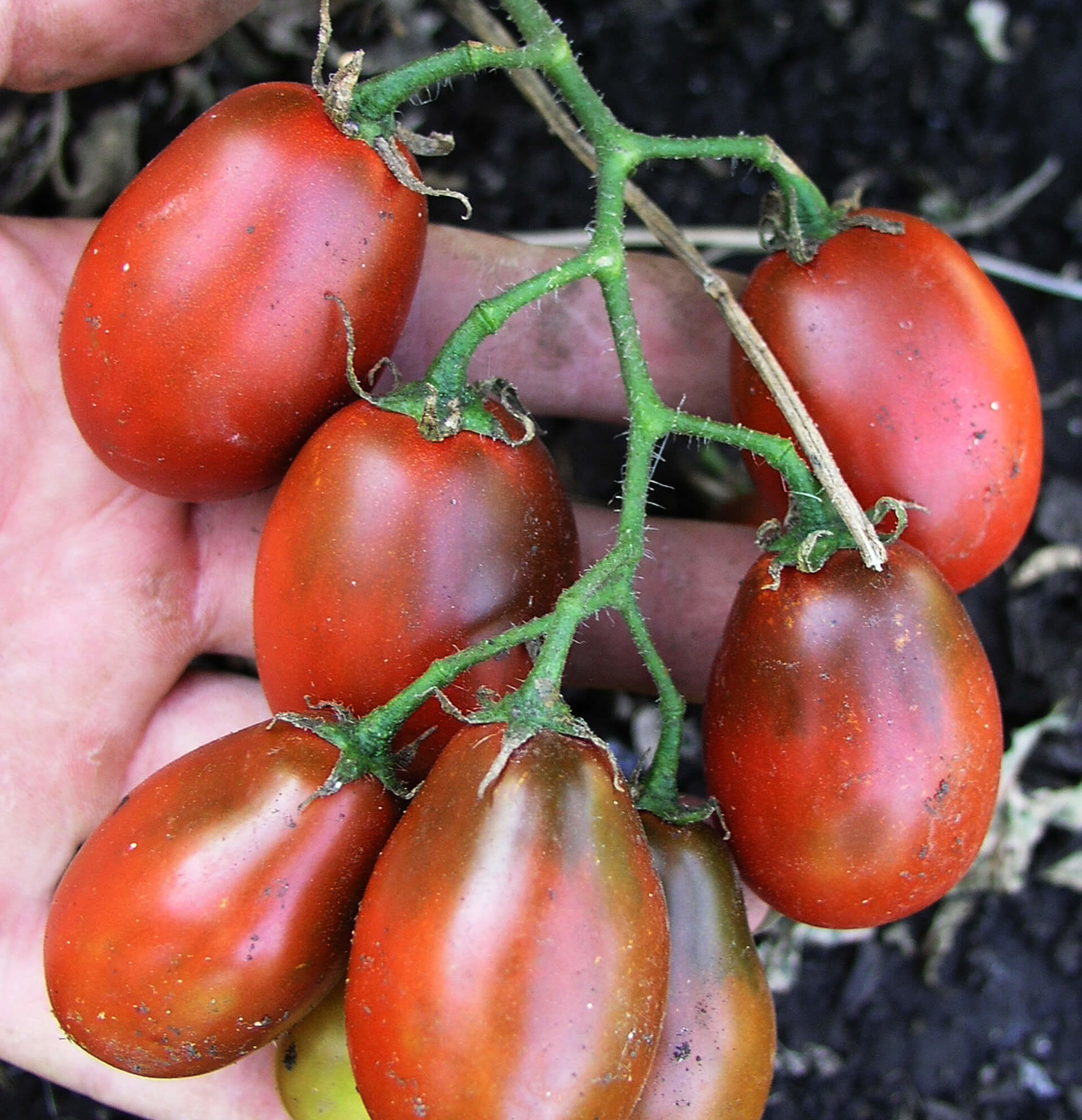 Мой огород 5. моя любовь - мелкоплодные томаты и черри - страна мам