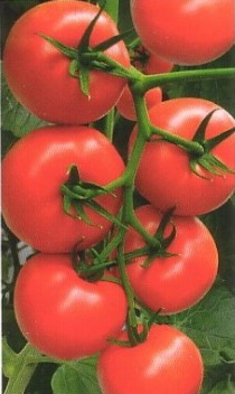 Сорт помидор благовест: описание, характеристики, фото