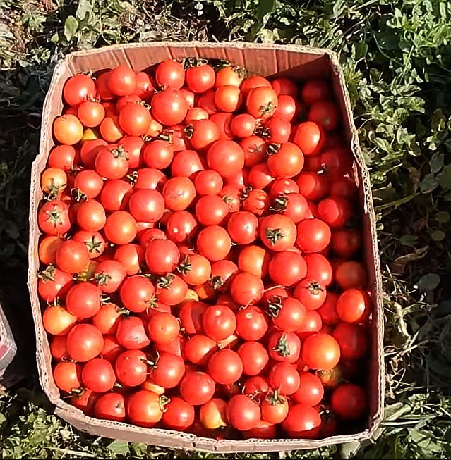 Характеристика и описание сорта помидор Асвон, особенности роста