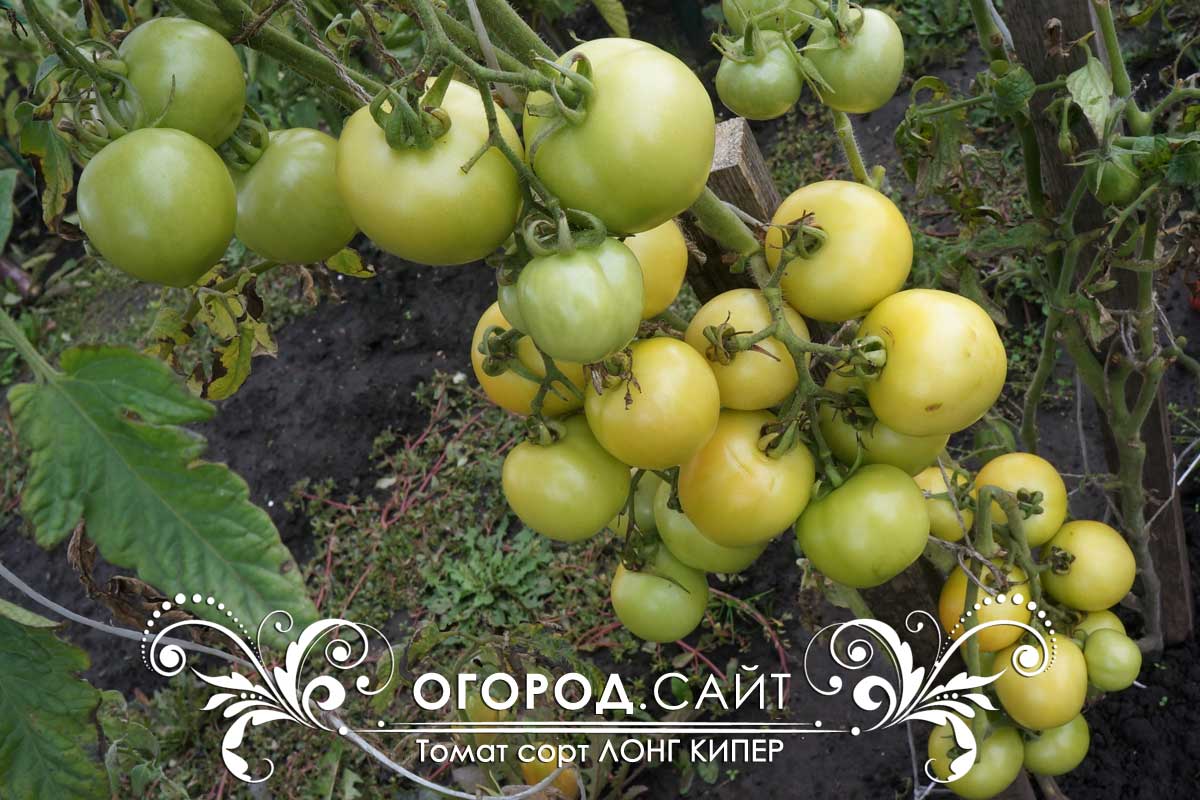 Характеристика гибридного томата Лонг кипер, выращивание рассады и борьба с вредителями