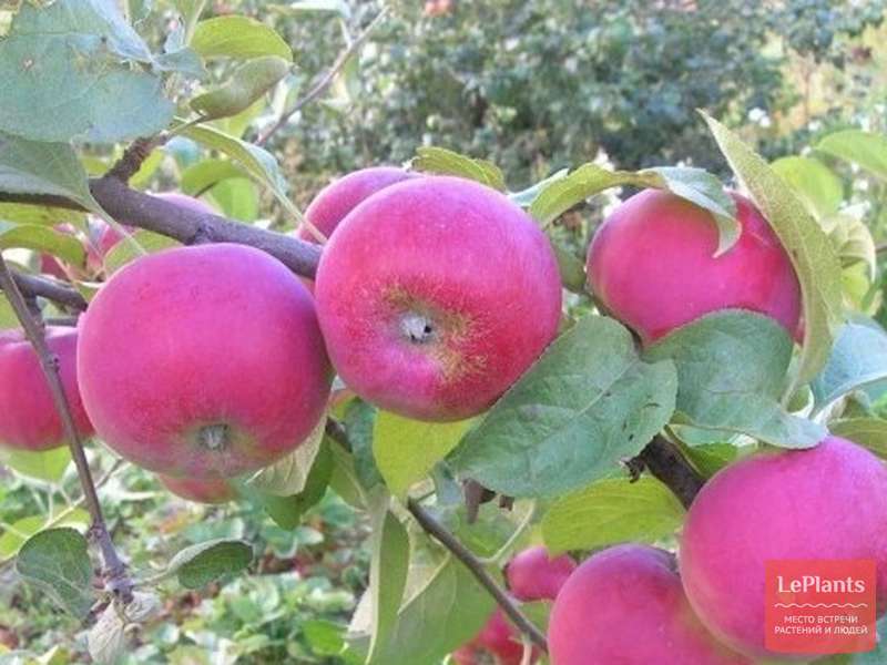 Яблоня серебряное копытце: описание, отзывы, выращивание, фото