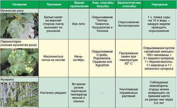 Система защиты огурца от вредителей и болезней в зао «прогресс» тимашевского района 
ооо "биотехагро"