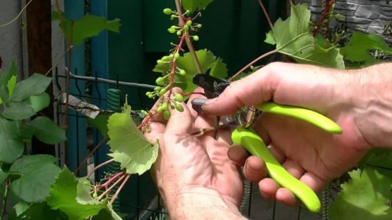 Когда созревает виноград: сроки по сортам и почему кислый перед созреванием?