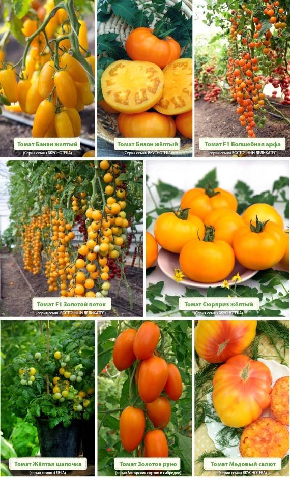 35 сортов жёлтых и оранжевых томатов с фото и описанием