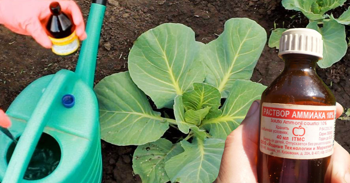 Нашатырный спирт для сада и огорода: удобрение и защита от вредителей.