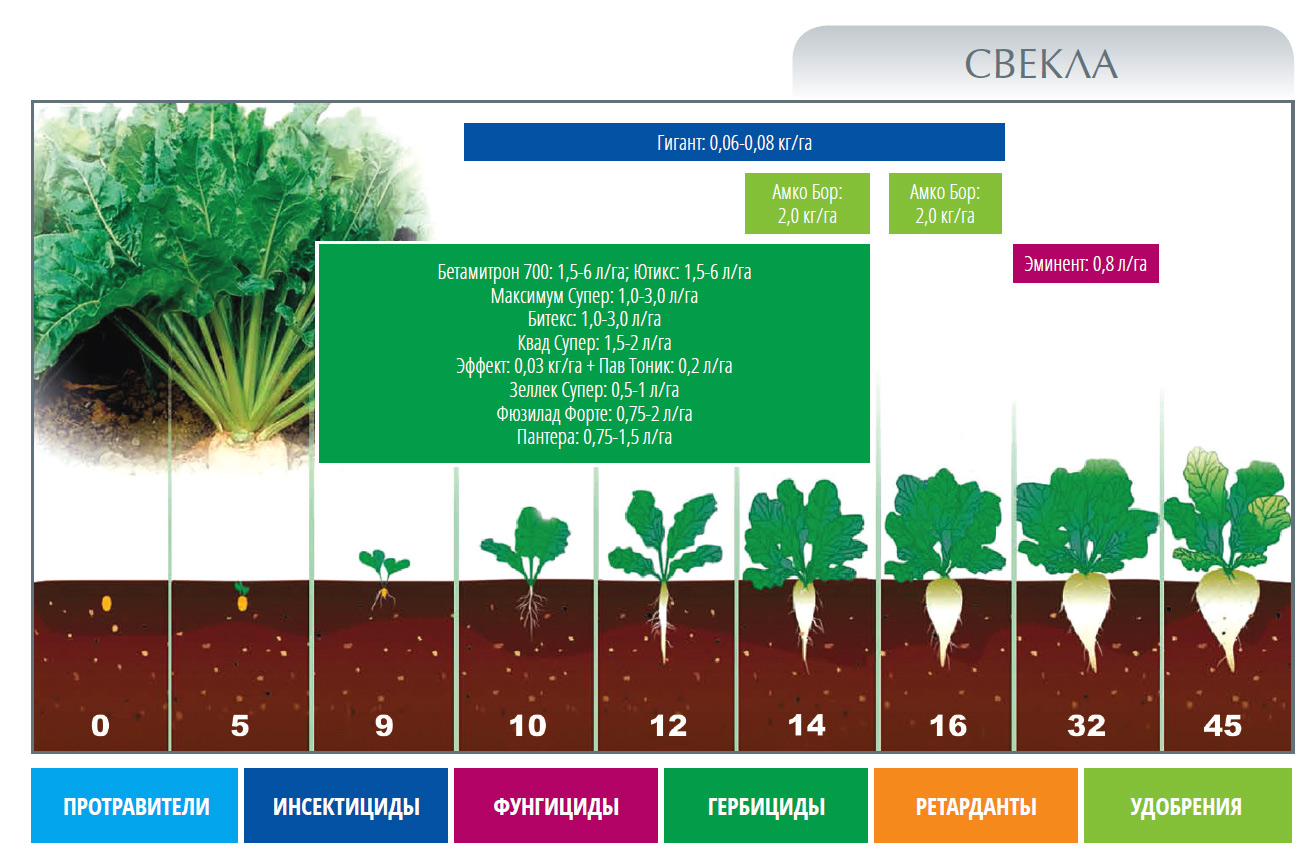 Схема подкормки свеклы