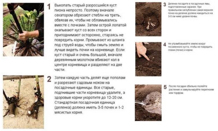 ✅ о размножении клубники усами летом в августе и делением куста (технология) - tehnomir32.ru