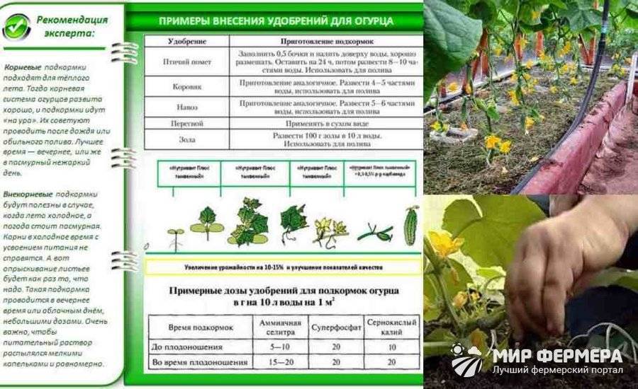 Пероноспороз огурца | справочник пестициды.ru