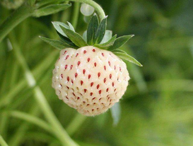 Клубника пайнберри: описание сорта и характеристики, выращивание и уход с фото
