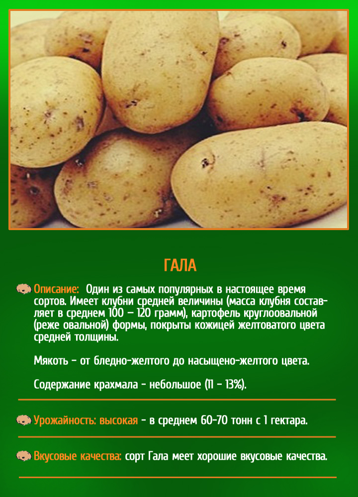 Картофель уладар: описание сорта, фото, отзывы о картошке, характеристика и вкусовые качества урожая
