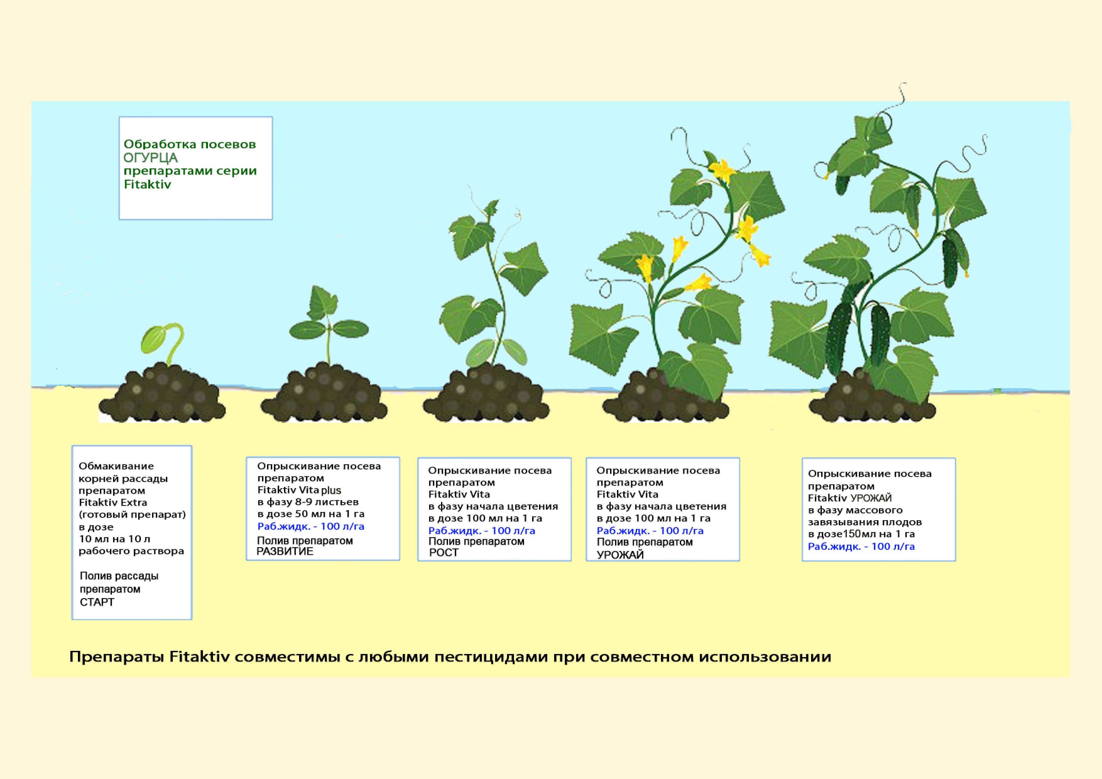 Овощ горох: посадка и уход в открытом грунте, фото, выращивание из семян, уборка и хранение