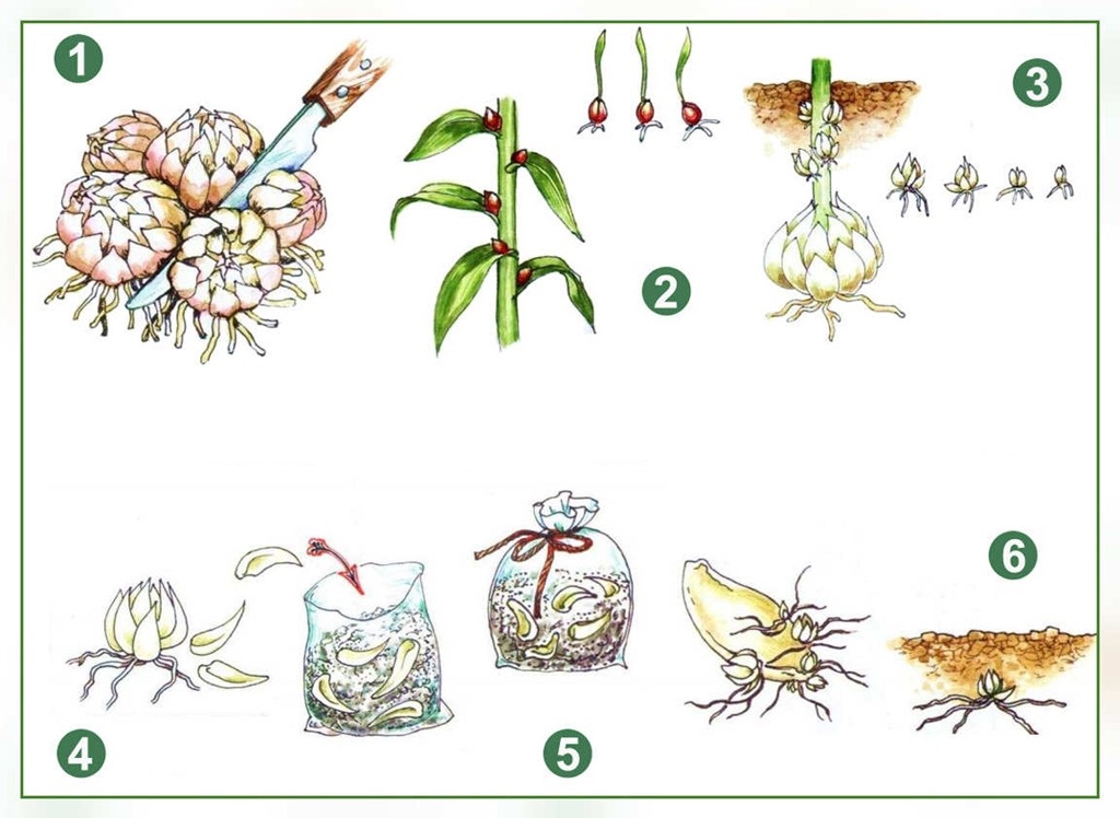 Размножение лилий чешуйками: как размножить их весной и осенью в домашних условиях? как правильно отделить чешуйки?