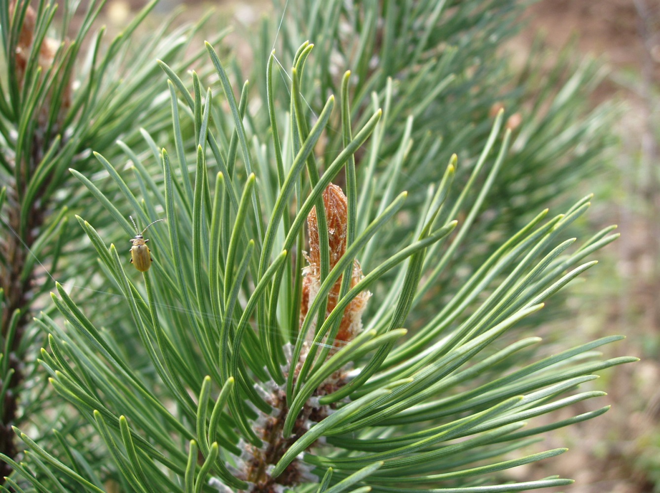 Хвойные побеги. Pinus Sylvestris побег. Pinus Sylvestris почки. Сосна обыкновенная Pinus Sylvestris семена. Сосновый вертун сосны обыкновенной.