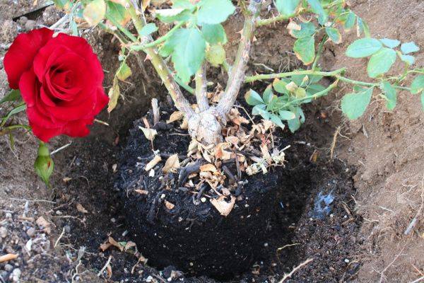 Как пересадить розы весной — правила пересадки на другое место